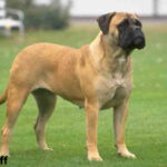 Bullmastiff Dog
