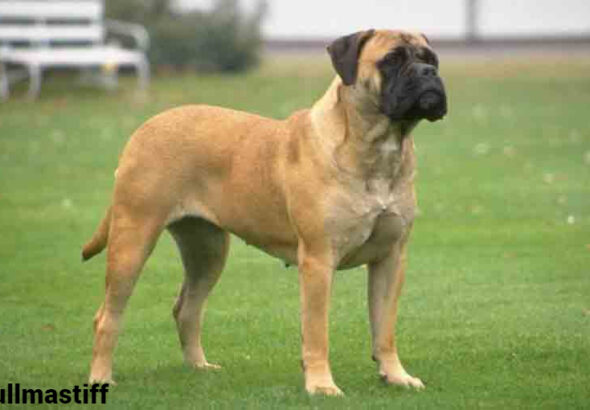 Bullmastiff Dog