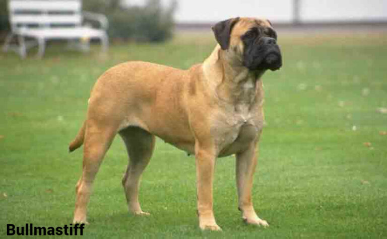 Bullmastiff Dog