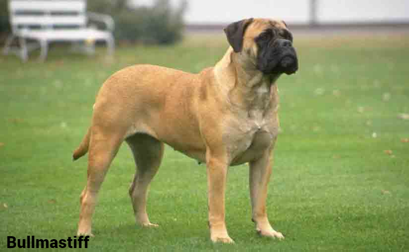 Bullmastiff Dog