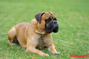Bullmastiff Dog