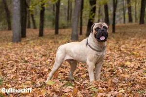 Bullmastiff Dog