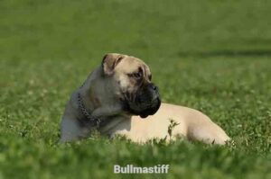 Bullmastiff Dog