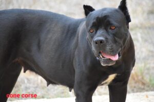 cane corso