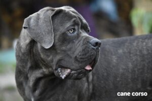 cane corso