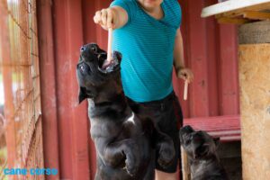 cane corso