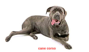 cane corso