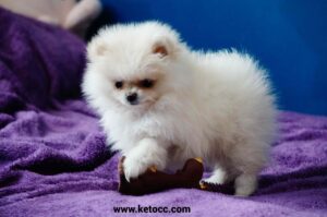 pomeranian puppy