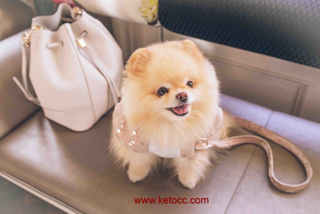 pomeranian puppy