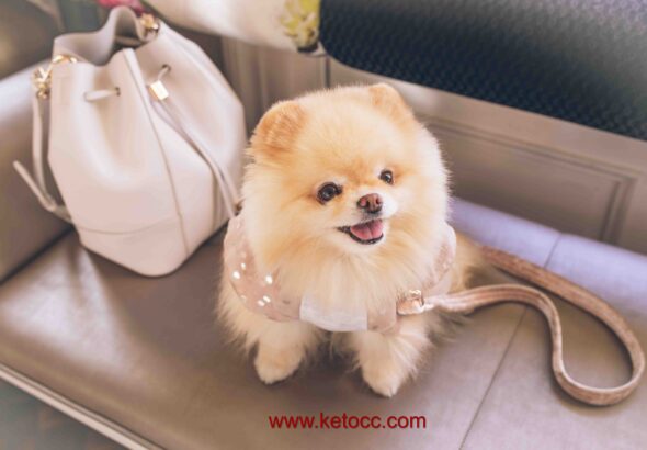 pomeranian puppy