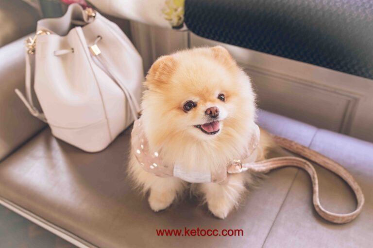 pomeranian puppy