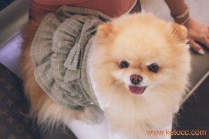 pomeranian puppy