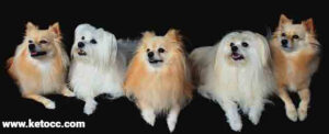 pomeranian puppy