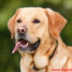 cute Labrador retriever puppy