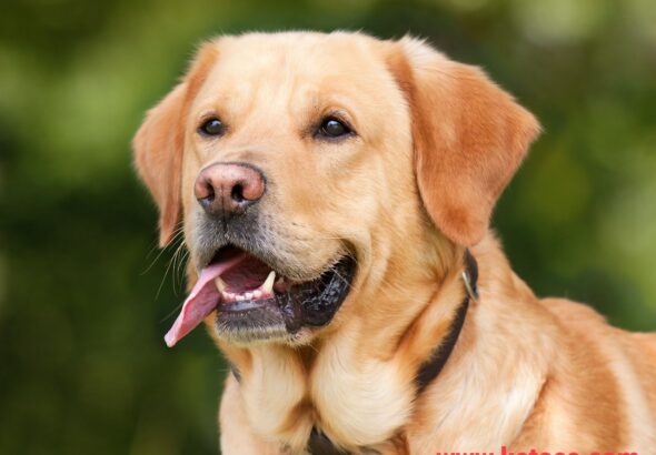 cute Labrador retriever puppy