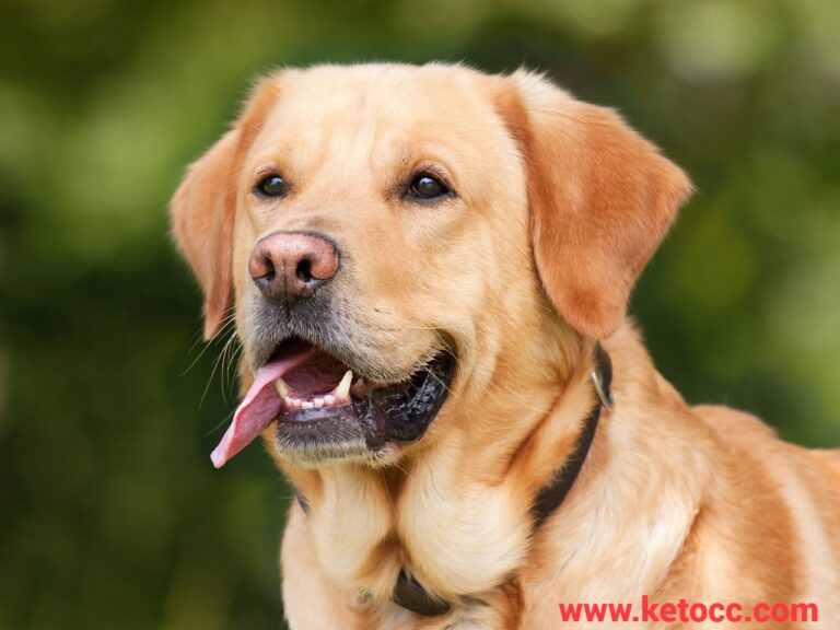 cute Labrador retriever puppy