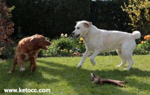 cute Labrador retriever 