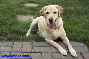 cute Labrador retriever 