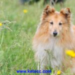 Shetland Sheepdog puppies