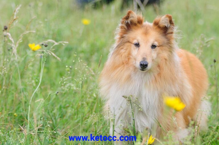 Shetland Sheepdog puppies