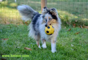 Shetland Sheepdog puppies