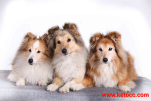 Shetland Sheepdog puppies