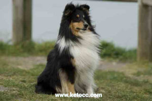 Shetland Sheepdog puppies