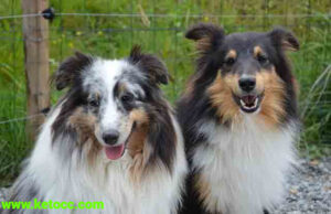 Shetland Sheepdog puppies