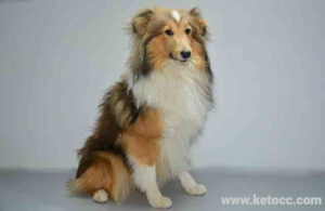 Shetland Sheepdog puppies