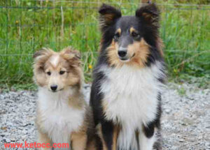 Shetland Sheepdog puppies